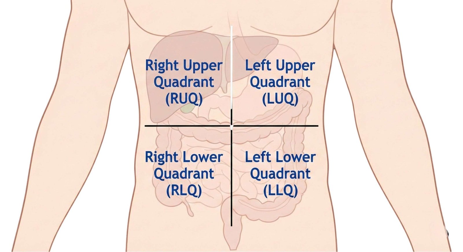 Image of abdominal quadrants diagram