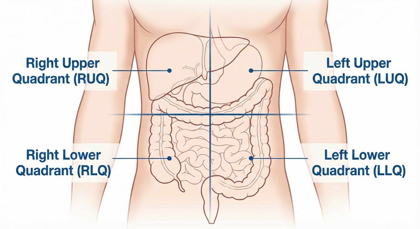 Image of abdominal quadrants diagram